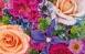 The Flower Book: Let the Beauty of Each Bloom Speak for Itself 花卉畫集 百度云下載