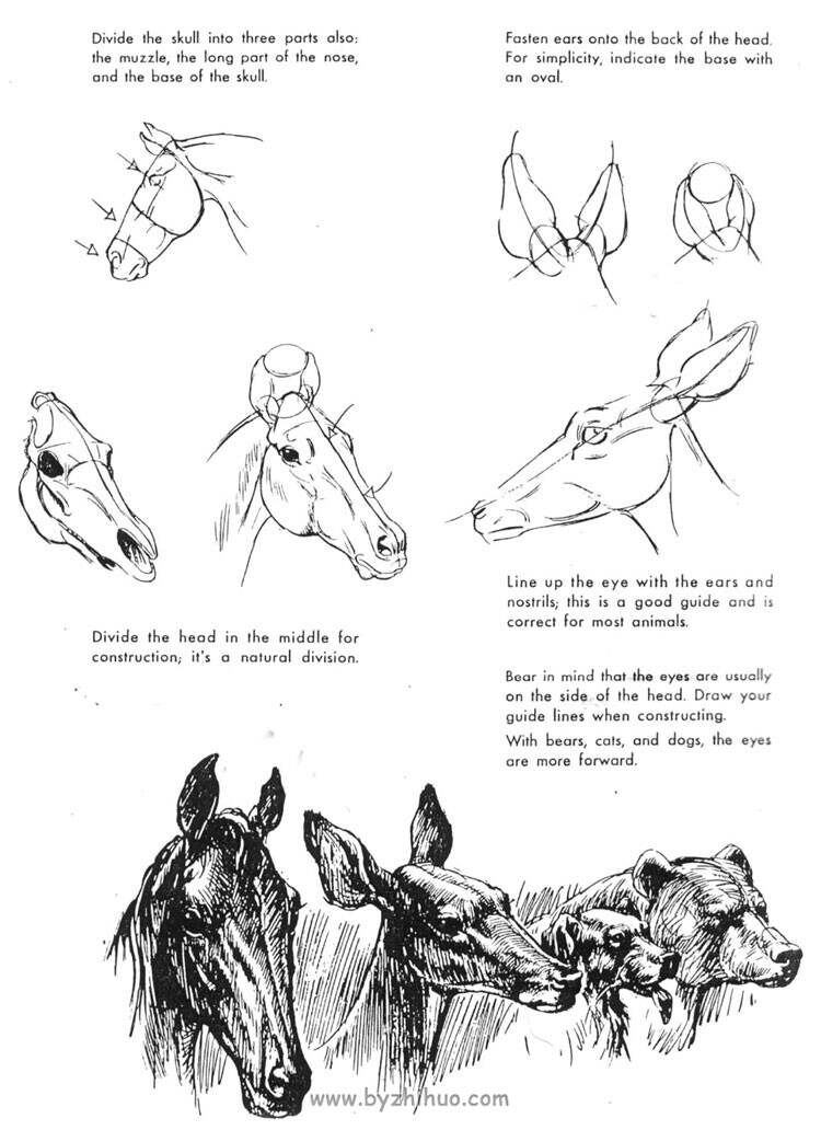 《The art of animal drawing》动物绘画的艺术