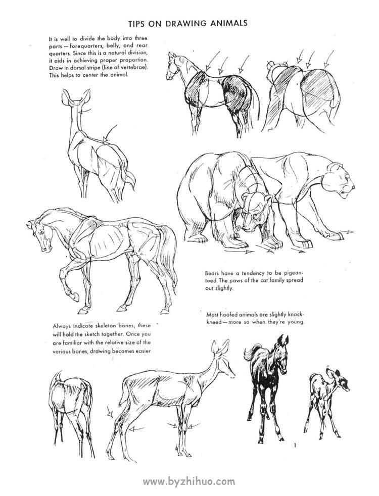 《The art of animal drawing》动物绘画的艺术