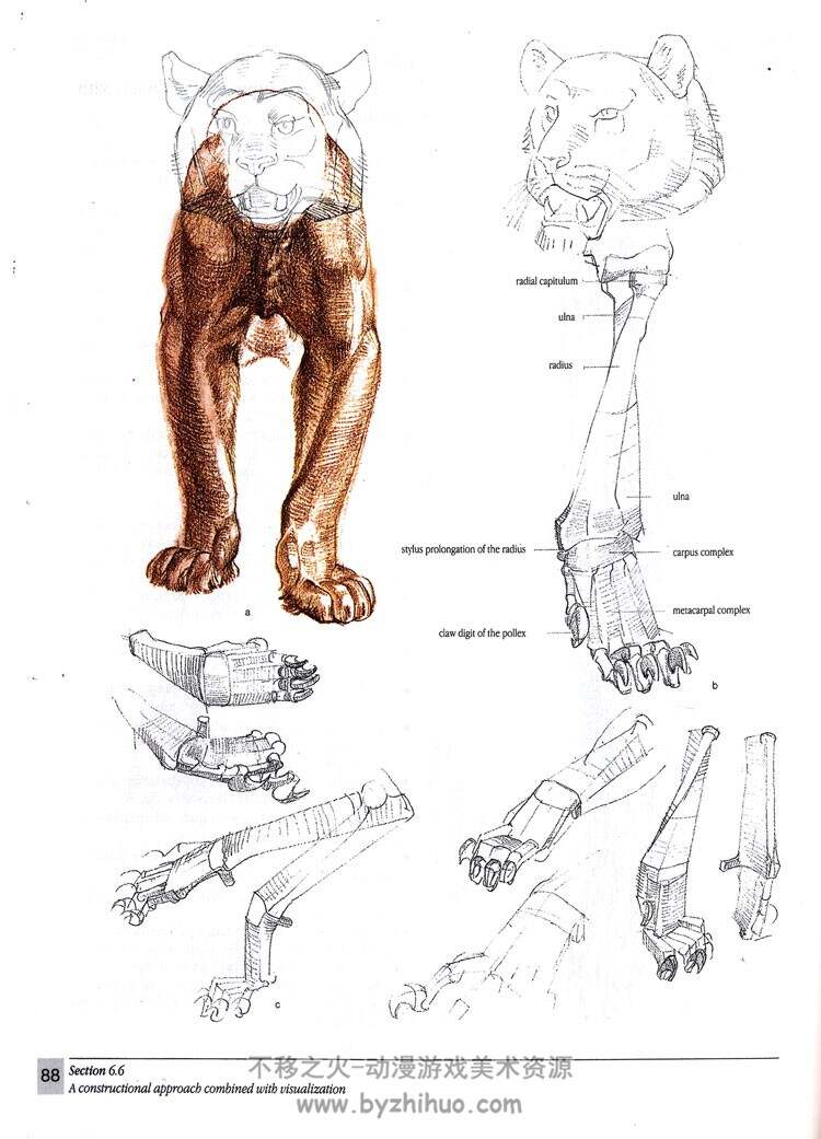 《The Artist's Guide to Animal Anatomy》动物解剖学