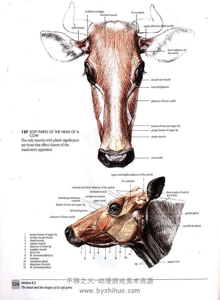 《The Artist's Guide to Animal Anatomy》动物解剖学