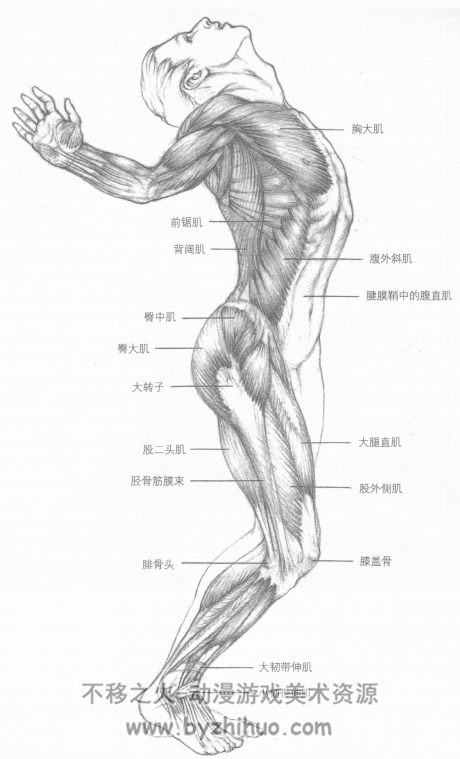 《艺用人体运动解剖学》