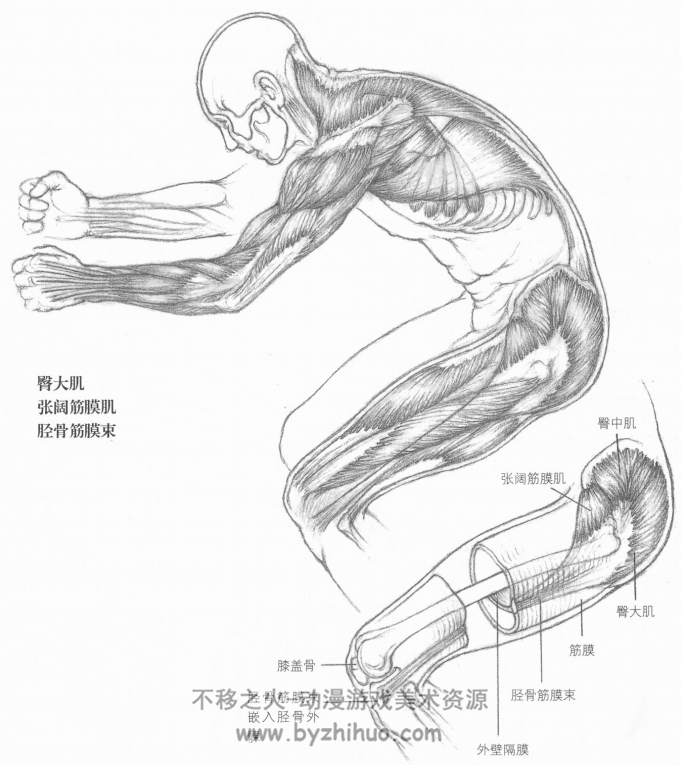 《艺用人体运动解剖学》