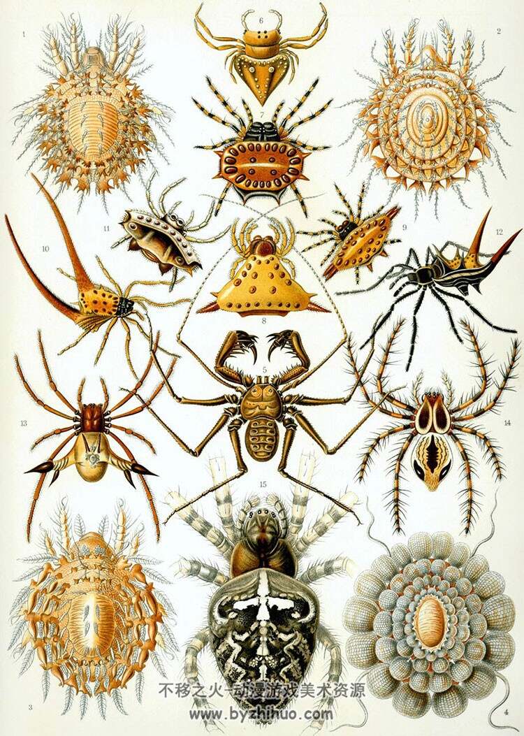 生物图鉴 各种动物昆虫图谱 208P