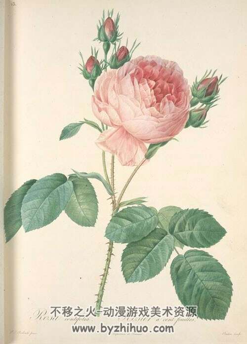 皮埃尔·约瑟夫·雷杜德 植物图谱 10册合集 Pierre Joseph Redoute