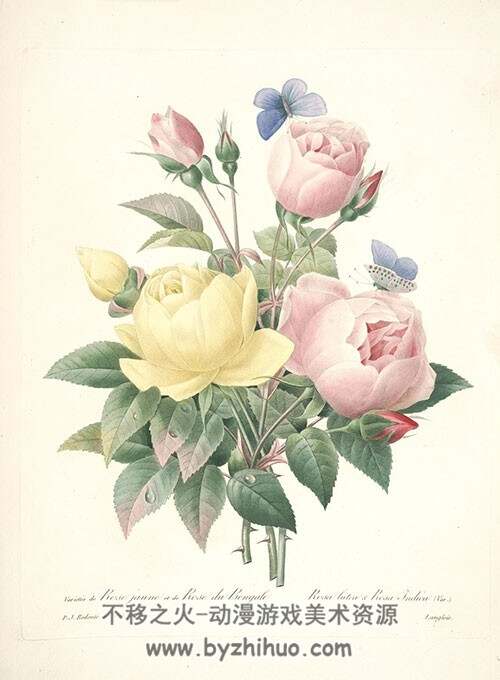 皮埃尔·约瑟夫·雷杜德 植物图谱 10册合集 Pierre Joseph Redoute