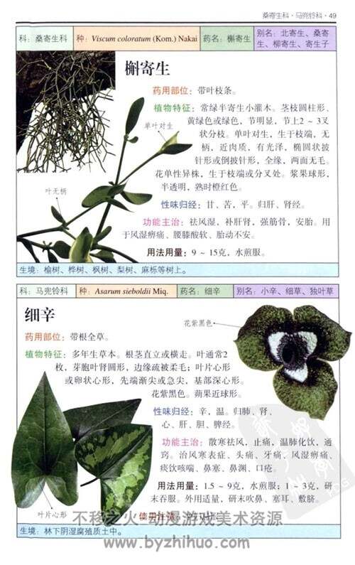 北方药用植物：近600种中国北方药用植物的彩色图鉴 PDF下载