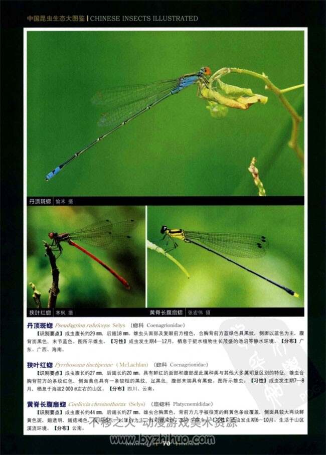 《中国昆虫生态大图鉴》昆虫参考素材 PDF下载