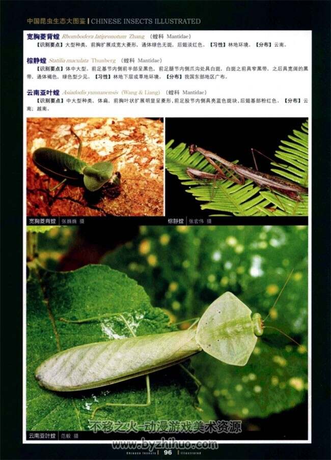《中国昆虫生态大图鉴》昆虫参考素材 PDF下载