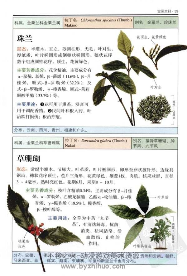 芳香植物：超过300种芳香植物的彩色图鉴 PDF下载
