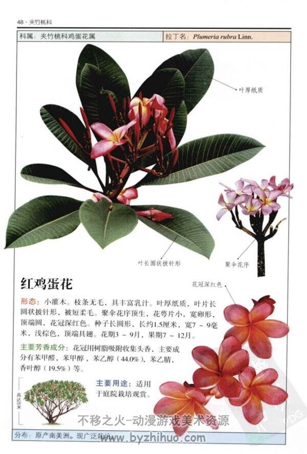 芳香植物：超过300种芳香植物的彩色图鉴 PDF下载