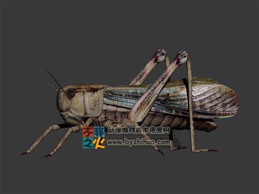 Grasshopper 蚂蚱Max模型