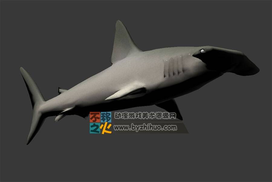 Hammerhead shark 锤头鲨Max模型