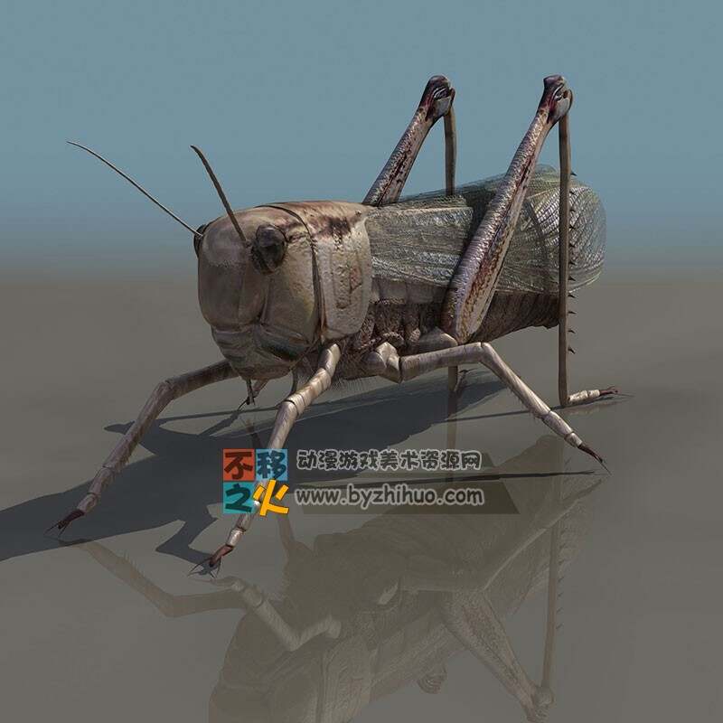 Grasshopper 蝗虫3DS模型