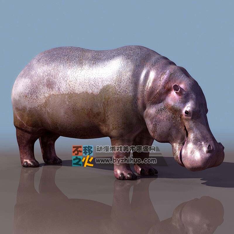 Hippopotamus 河马 Max 模型