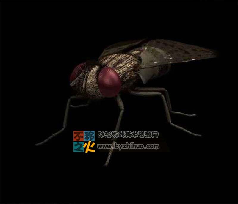 Fly 苍蝇Max模型