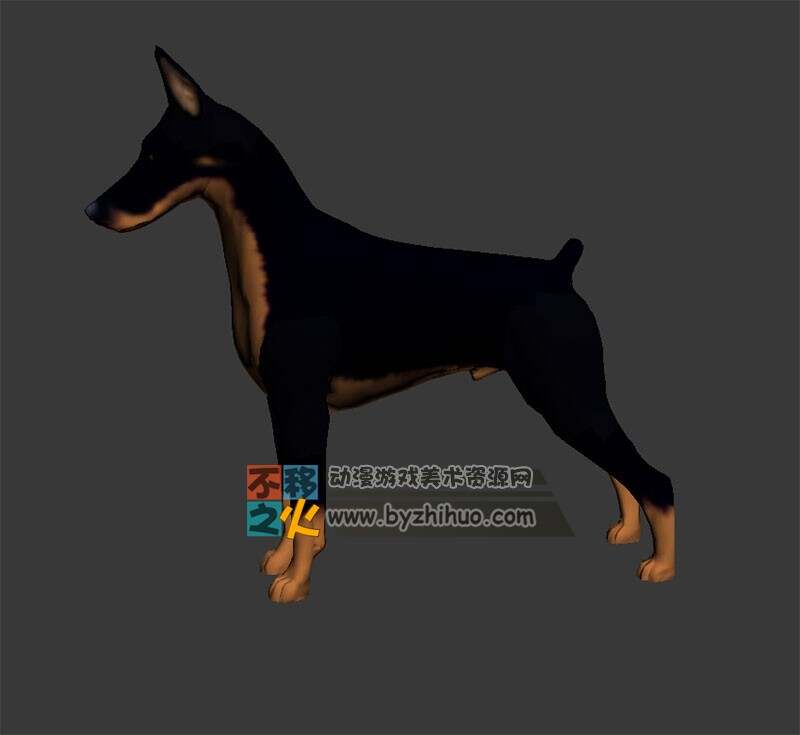 德国杜宾犬 Max模型