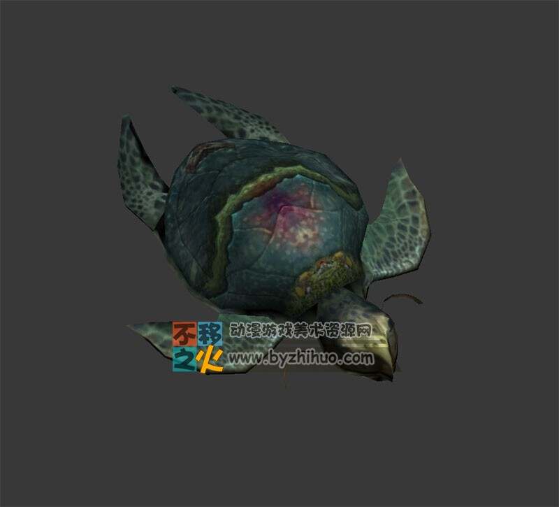 Sea turtle 两只海龟 Max模型