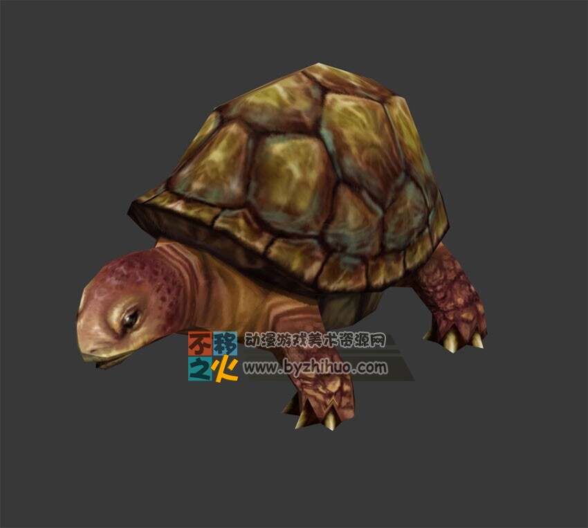 乌龟 Max模型