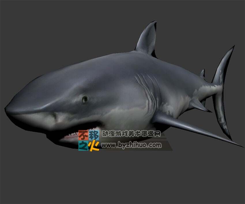 写实鲨鱼 Max模型