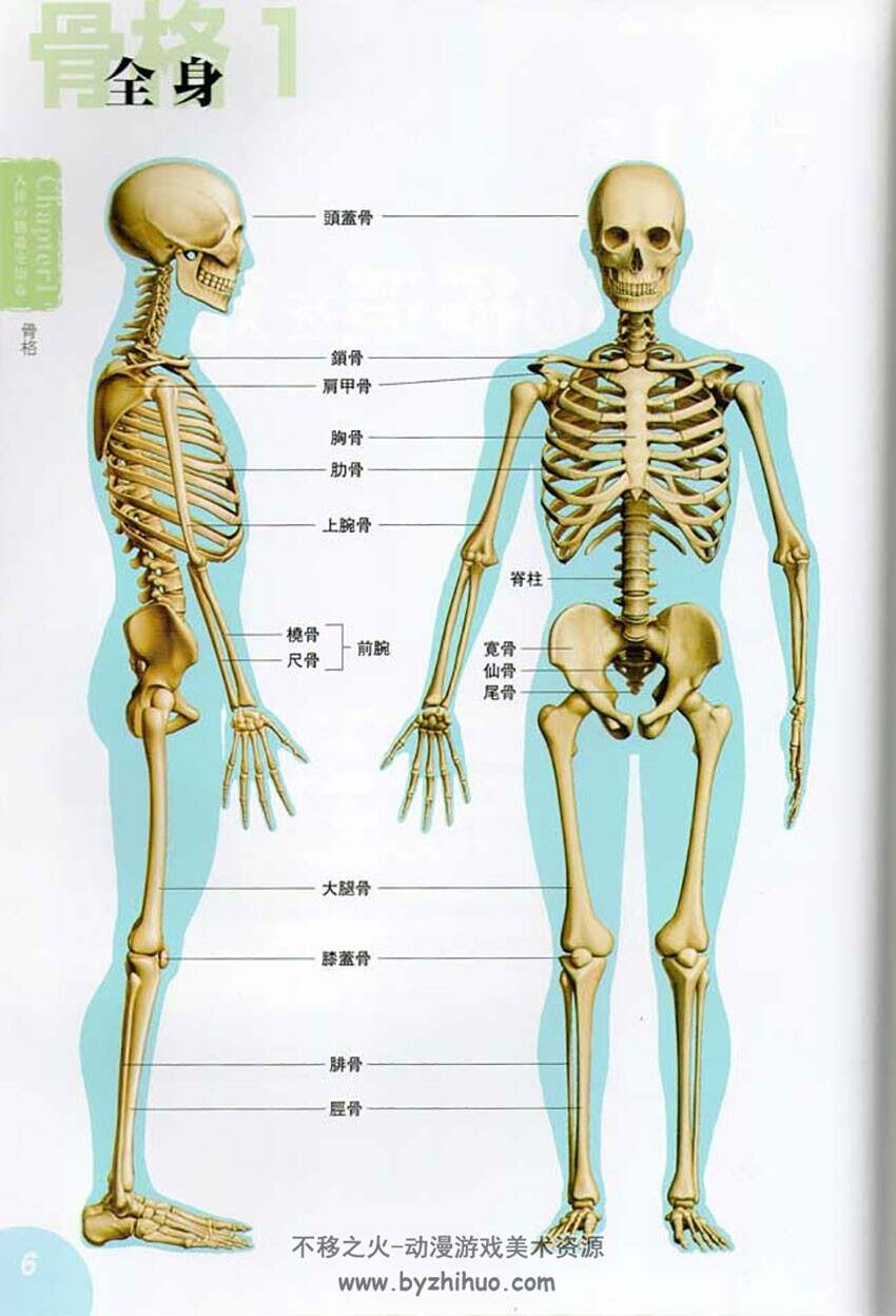 人体解剖图鉴 漫画角色身体结构绘制教程