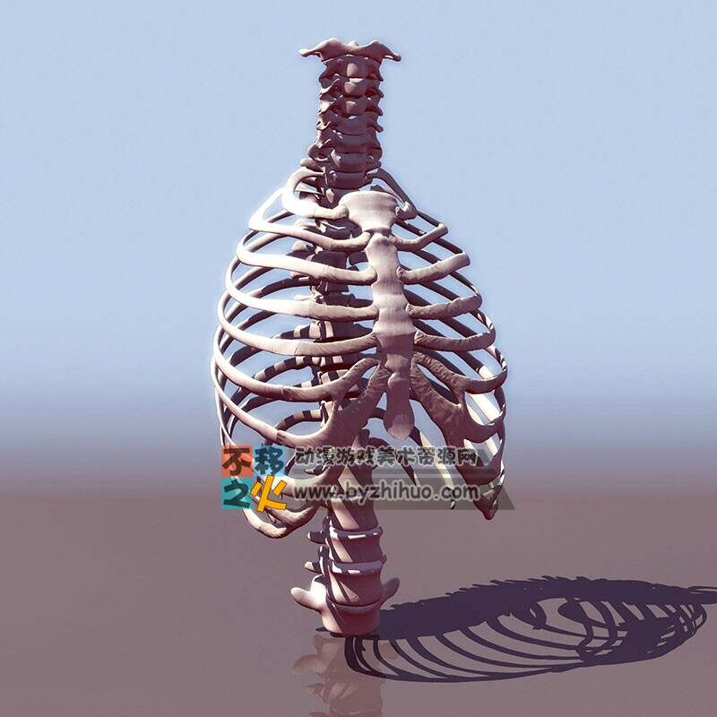 人体 器官 模型