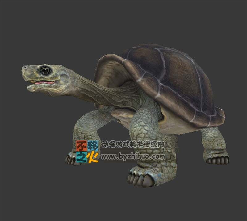 动物园之龟 Max模型