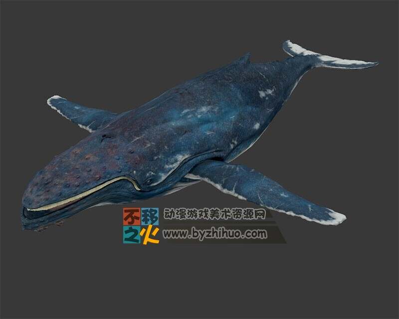 海洋生物 鲸鱼 3D模型