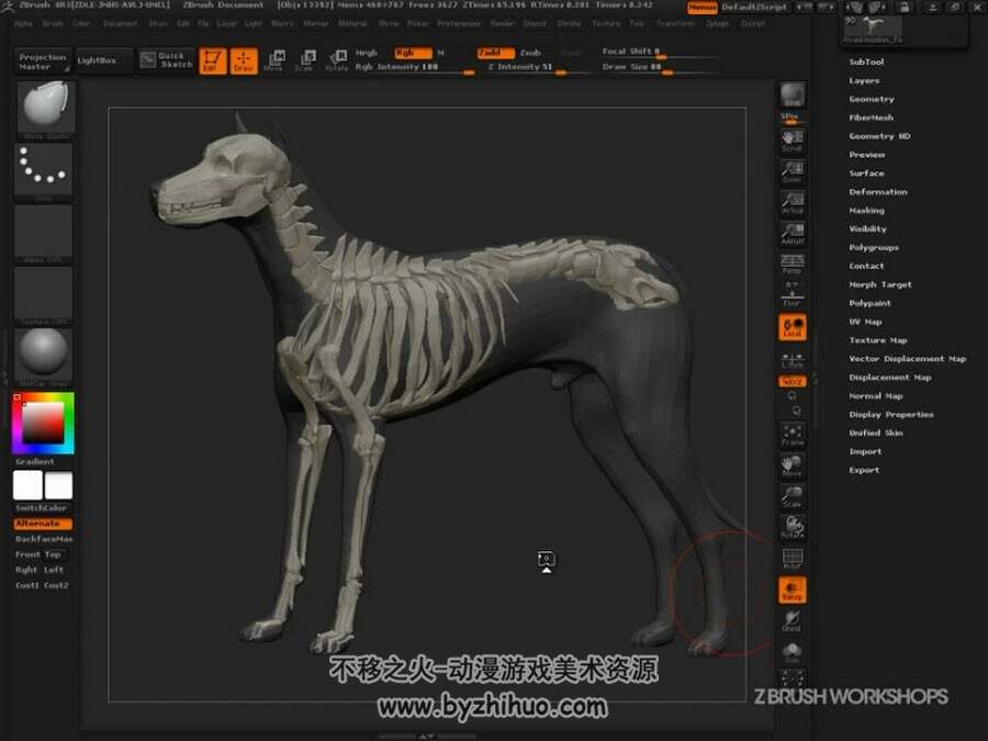 ZBrush 非常详细的人体骨骼结构肌肉视频教程 附狗的骨骼肌肉