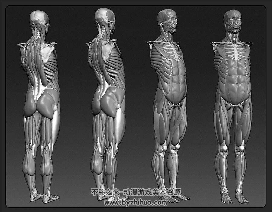 3D畸形男女肌肉骨骼参考合集