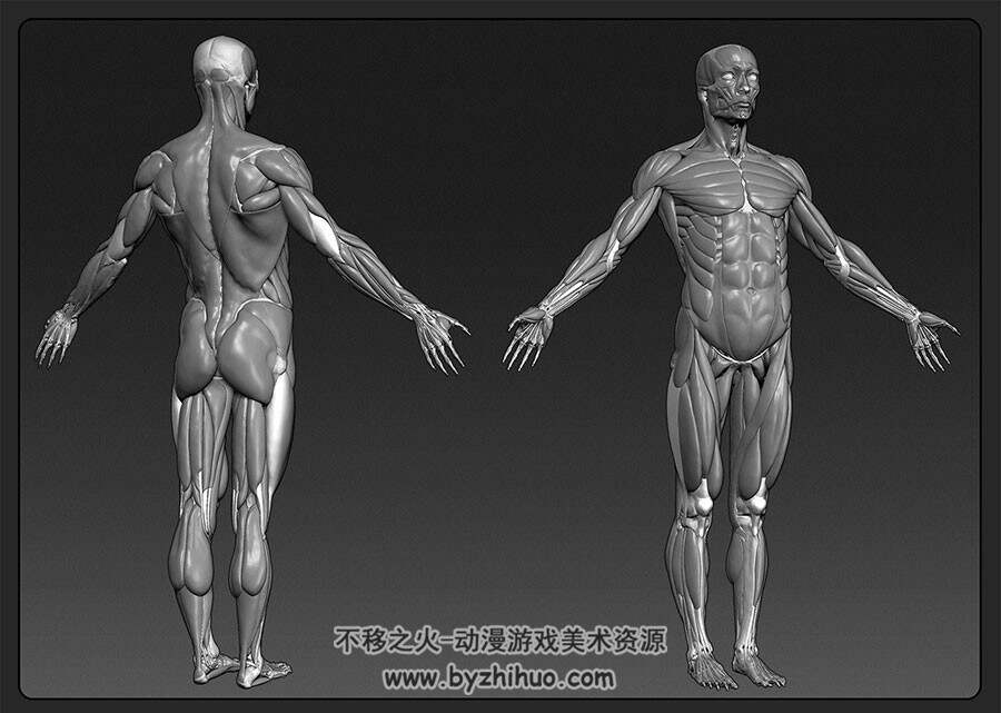 3D畸形男女肌肉骨骼参考合集