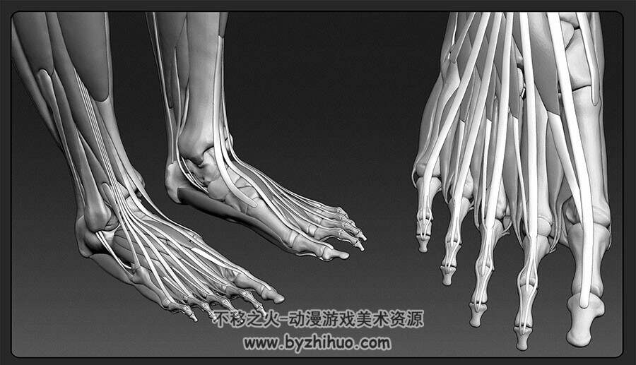 3D畸形男女肌肉骨骼参考合集