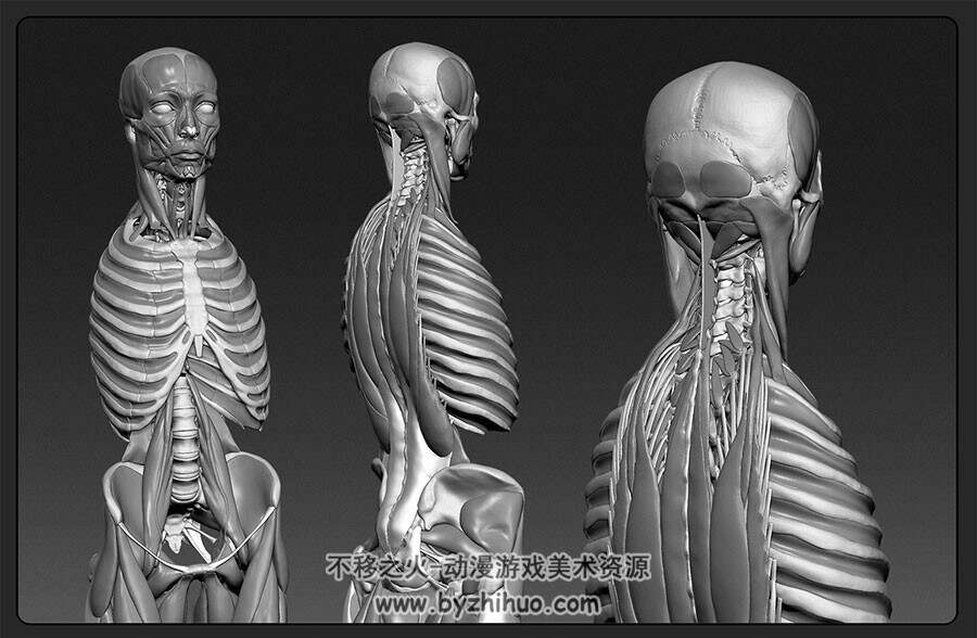 3D畸形男女肌肉骨骼参考合集