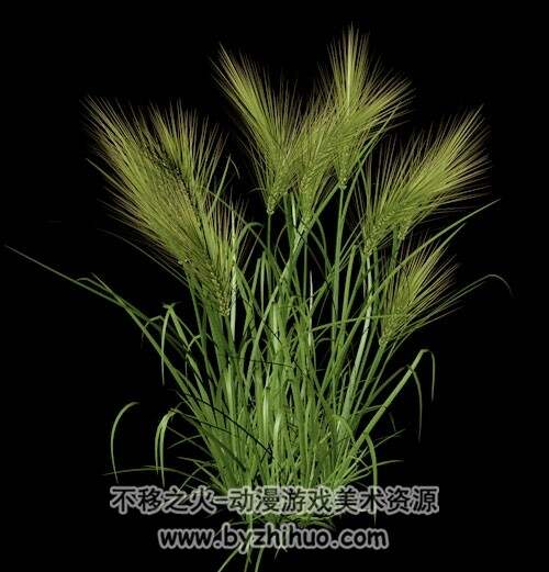 Wheat 小麦 C4D模型