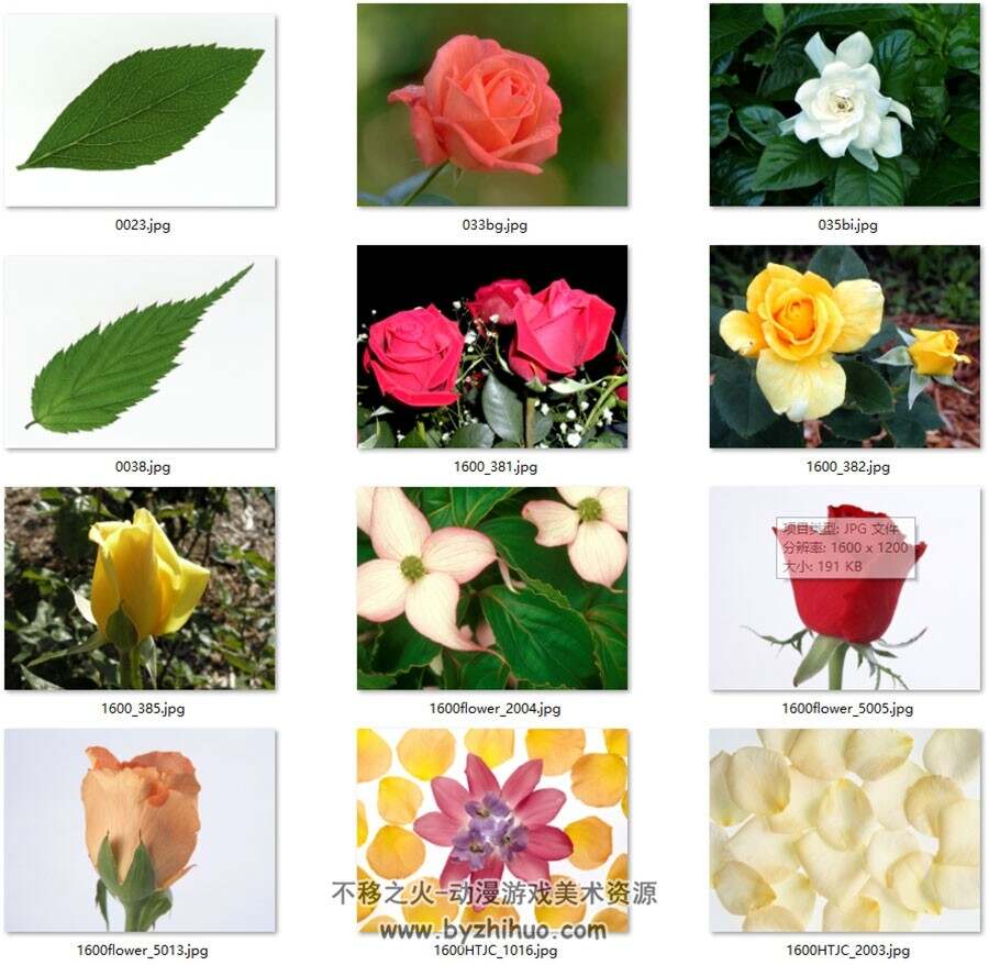 各个品种的花卉素材合集