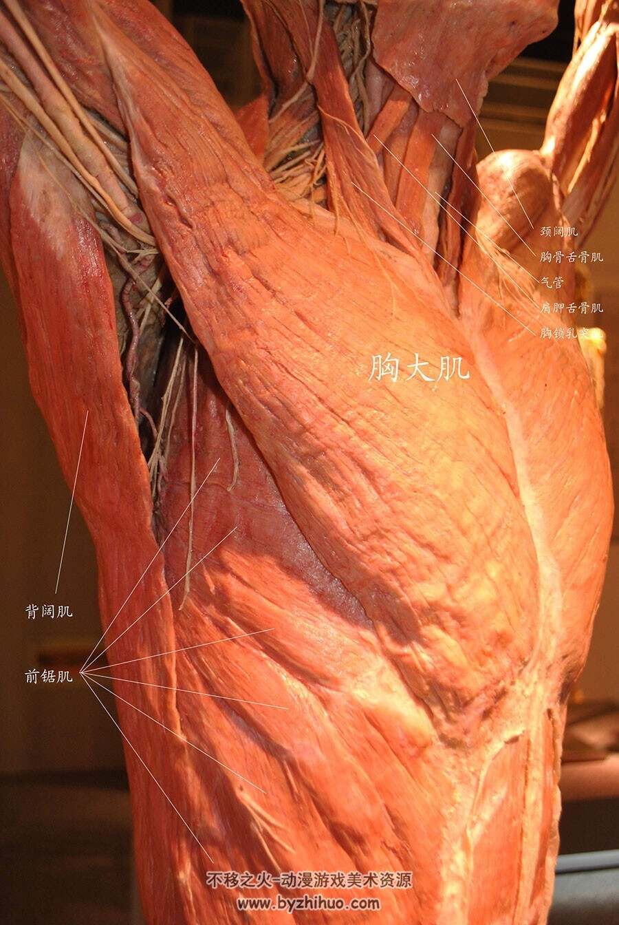人体结构骨骼肌肉参考合集 44P