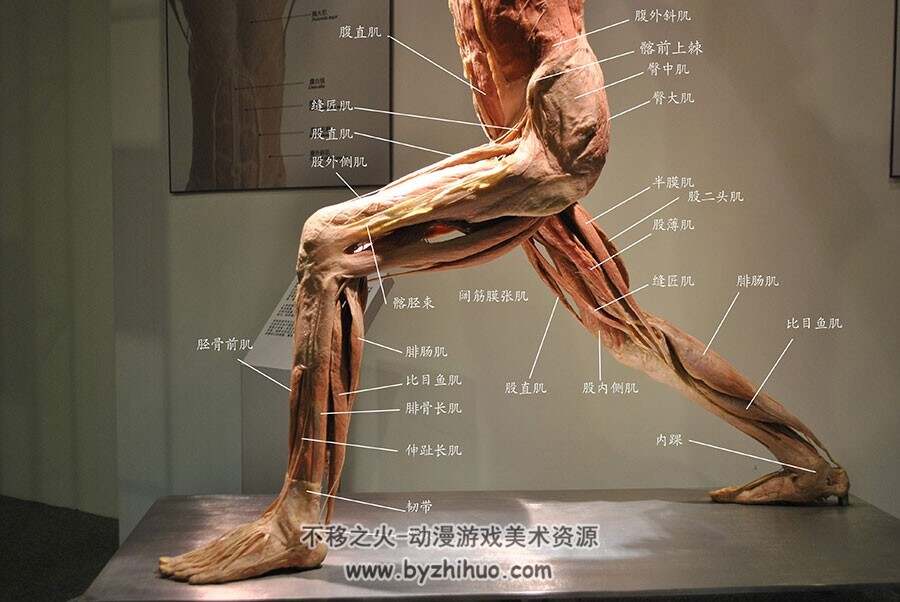 人体结构骨骼肌肉参考合集 44P