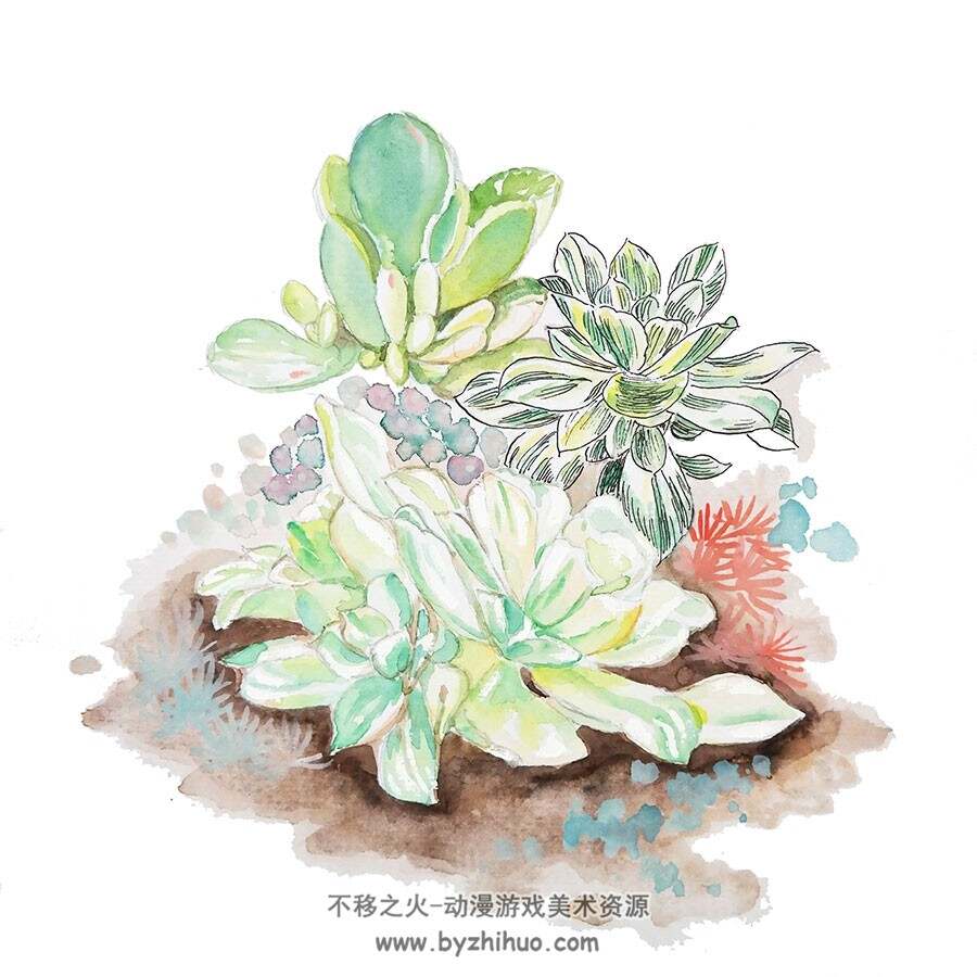 唯美手绘植物插画+附赠教程图集分享 1627P