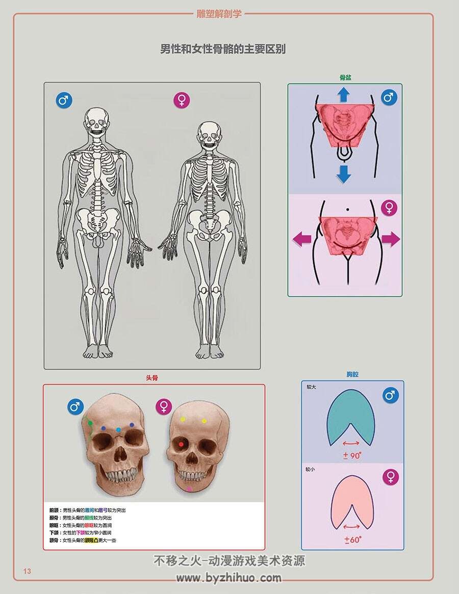 《雕塑解刨学》人体结构详细解析教学书籍