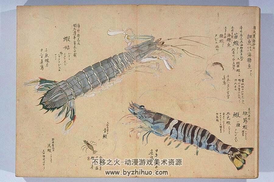 毛利梅园 日本古典动植物绘画合集