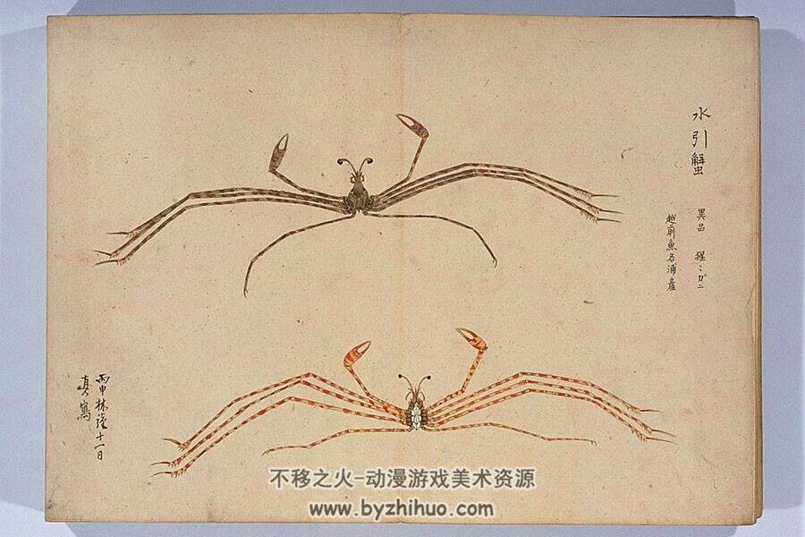 毛利梅园 日本古典动植物绘画合集
