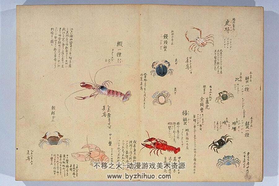 毛利梅园 日本古典动植物绘画合集