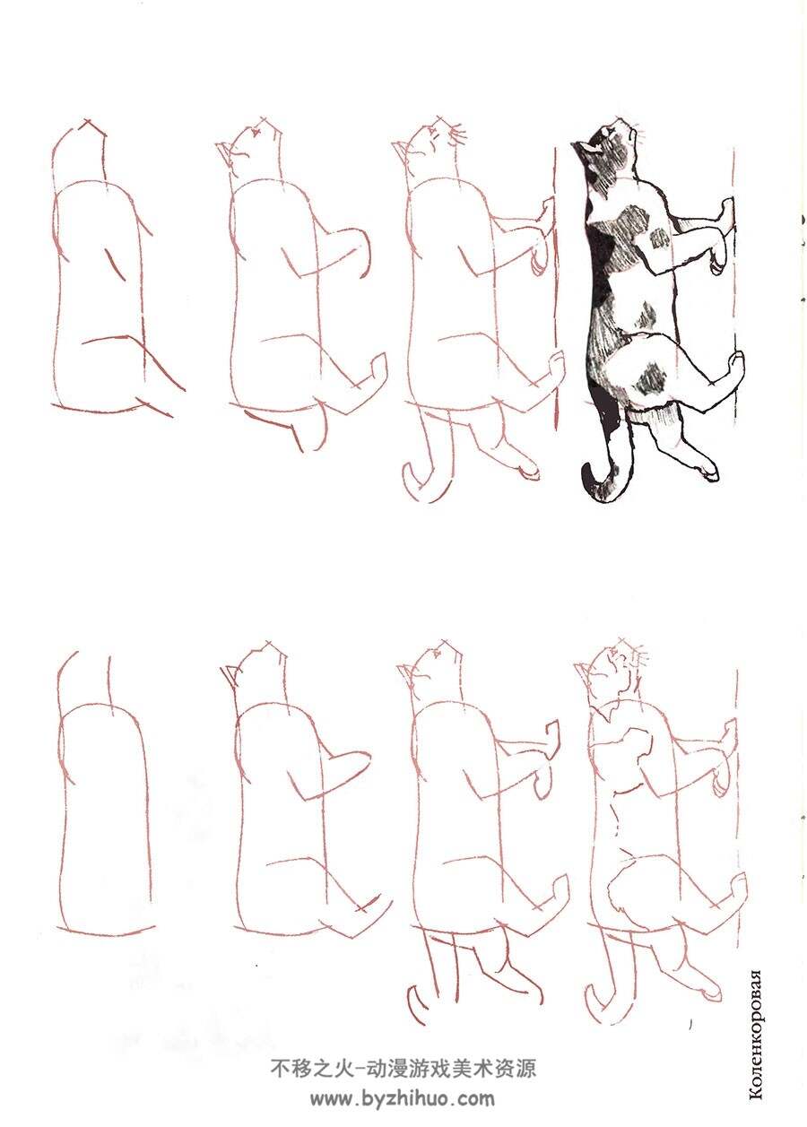50种猫咪的的手绘方法