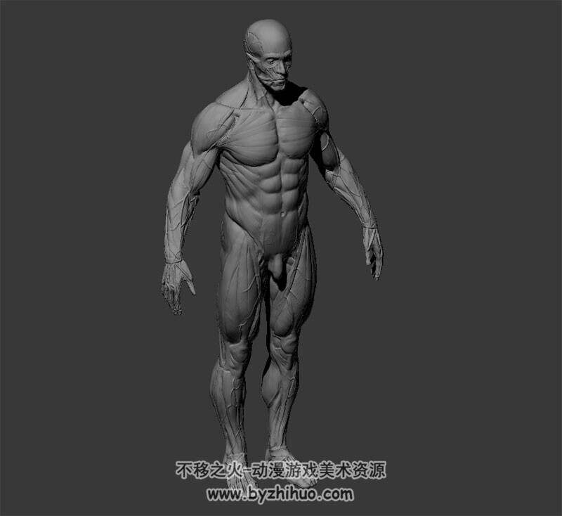 高精男子人体解剖 OBJ模型 体态相当不错了