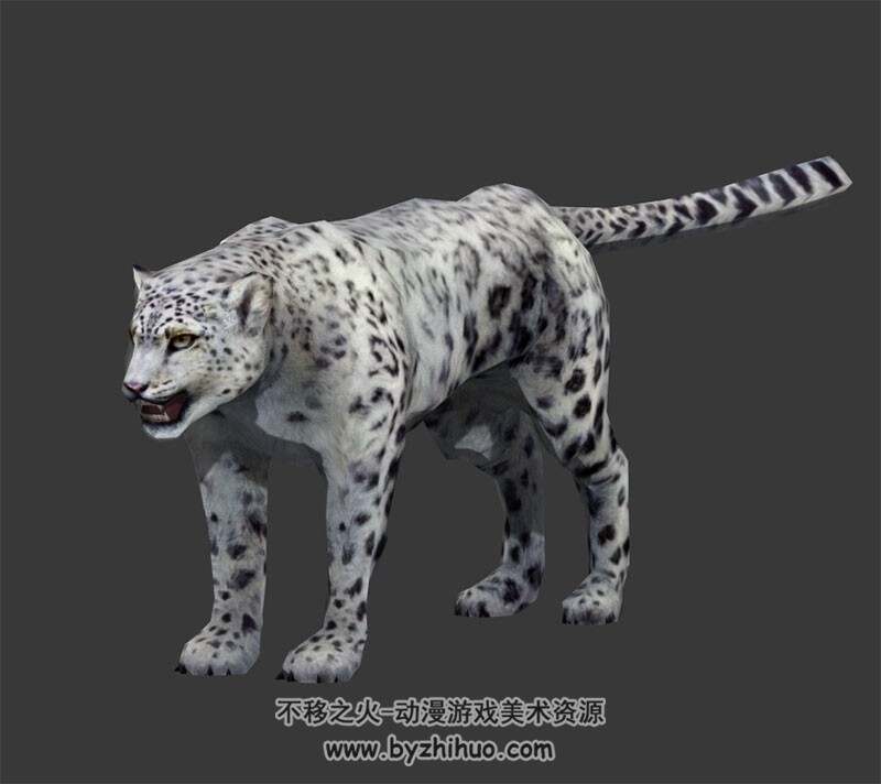 体态健美的雪豹 Max模型