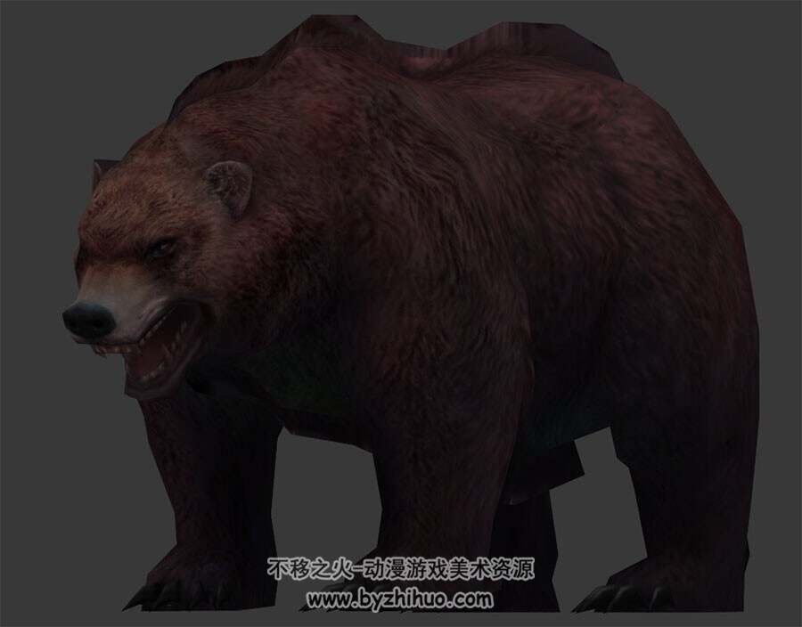 成年棕熊 Max模型