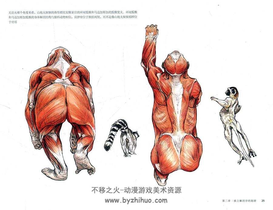 美国插画大师惠特拉奇的动物画教程 艺用生物解刨 161P