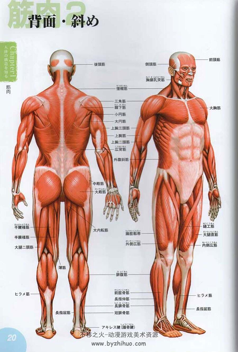 人体基础绘画教程 动态骨骼肌肉线稿资料素材  192P