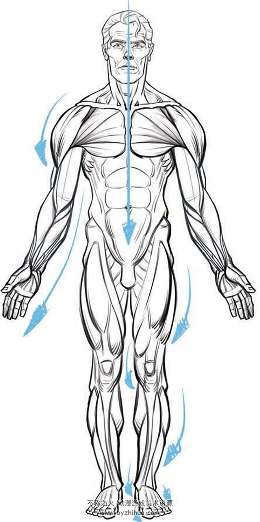 人体肌肉结构运动绘画教材 334P