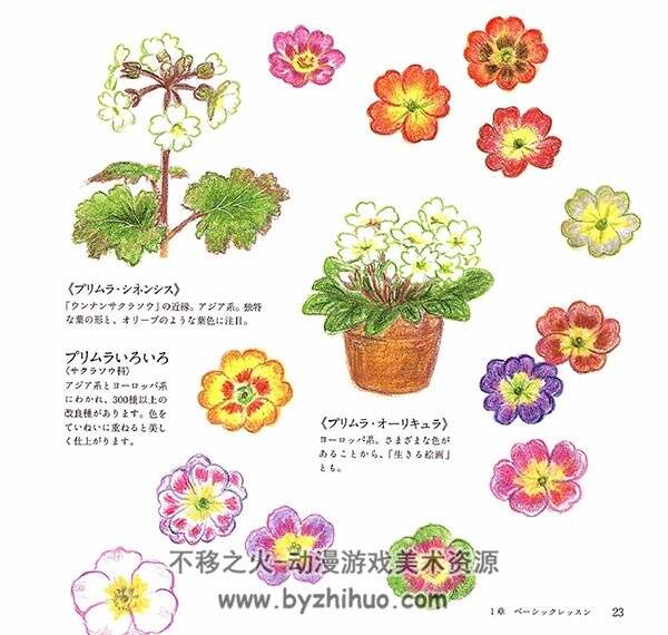 彩色铅笔植物花卉绘本 可爱的花和草木们 111P